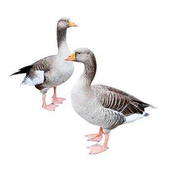Two geese, isolated on white background