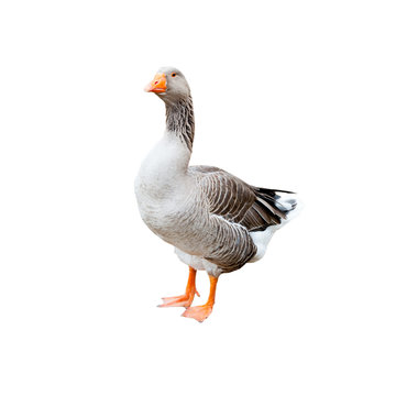 A grey goose, isolated on white background