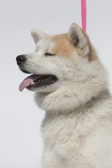 Husky Dog