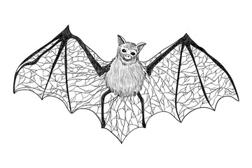 Bat. Black and white gothic illustration. Tattoo