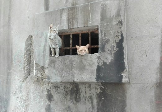 Gattini alla finestra