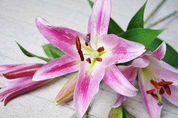 Pink Asiatic lily flower bloom with anthers and pollen