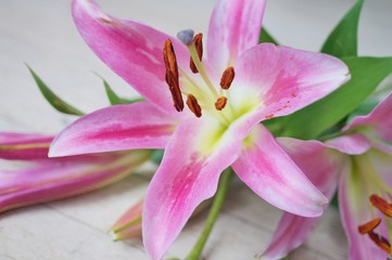 Fototapeta na wymiar Pink Asiatic lily flower bloom with anthers and pollen