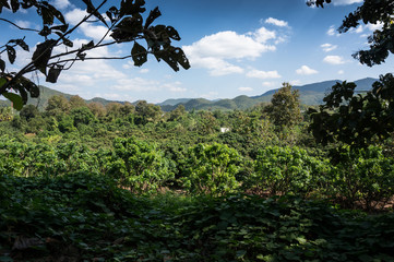 Green forest in Asia
