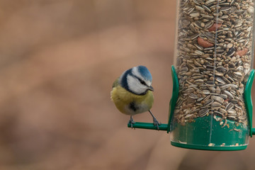 Blaumeise