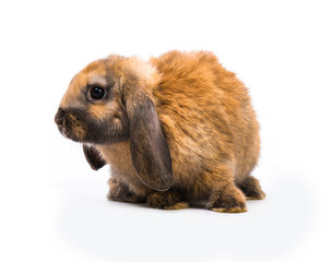Rabbit on white background