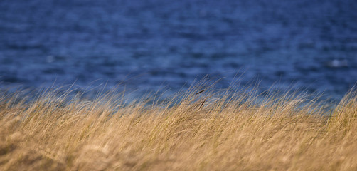 Dünengräser an deutscher Küste - Urlaub am Meer - Banner maritim
