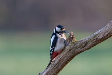 Buntspecht