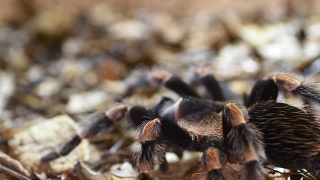 Mexican Redknee Tarantula Brachypelma smithi
