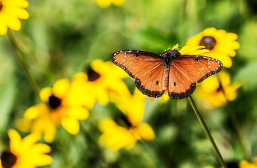 Queen butterfly field of daisies