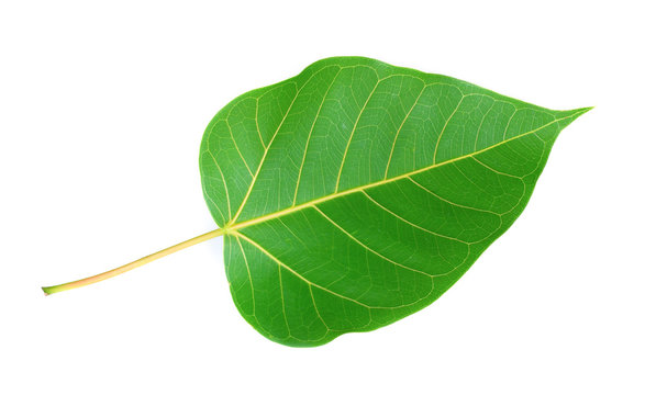 Green bodhi leaf vein on white background