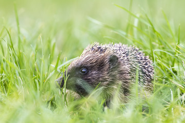 Hedgehog in a field