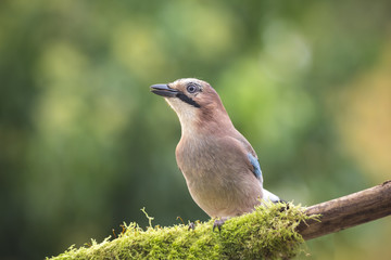 Eurasian jay (Garrulus glandarius)