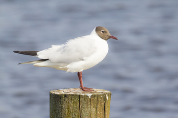 Black-headed gull, Chroicocephalus ridibundus