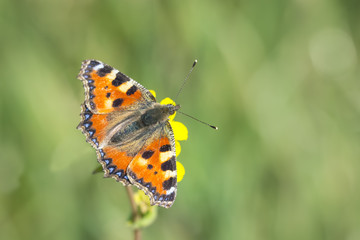 Small tortoiseshell butterfly top view