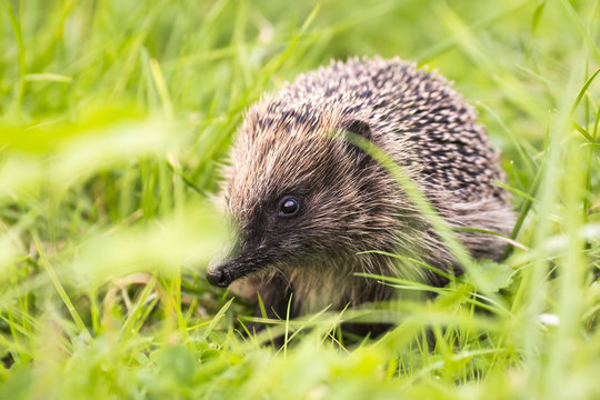 Hedgehog in a field