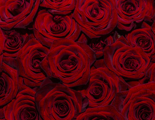 Background of red roses