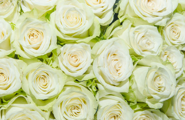 Background of white roses