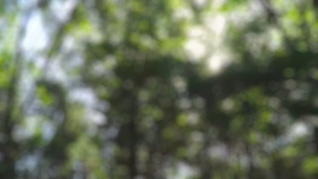 Summer Driving - Beautiful Defocused Summer Driving Background
