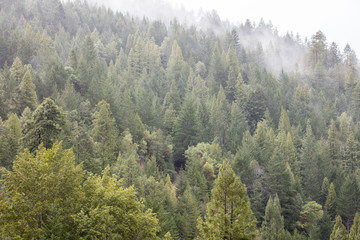 Northern California Forest