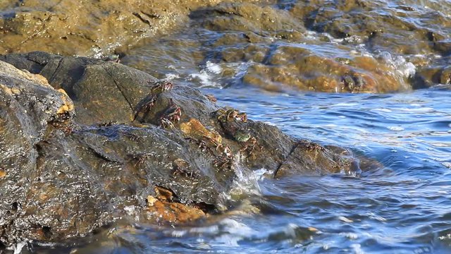 painted stone crabs on rock at the beach, grapsus albiliniatus, high definition, Full HD, 1920x1080