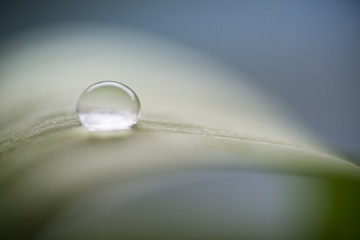 Wassertropfen auf Blatt