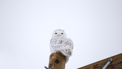 Snowy Owl on Fence Post