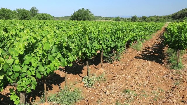 Vigne agit&eacute;e par le mistral