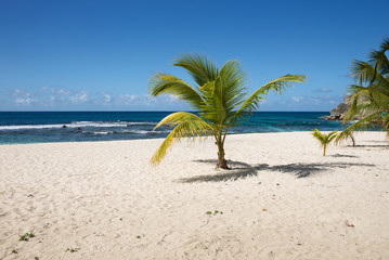 Obraz premium Palme am weißen Sandstrand