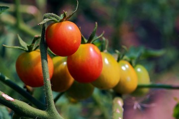 Tomatoes twig