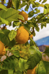 orange tree
