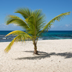 Palme am weißen Sandstrand