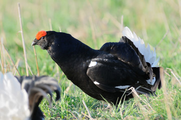 Male Black grouse at courting place