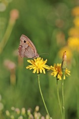 Obraz premium Butterfly on yellow flower