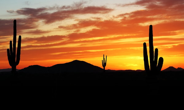 Sunset in Wild West - Beautiful sunset in the Arizona desert with Silhouette of Cactus and palm trees off in the distance