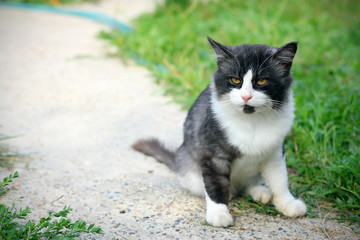  fluffy black and white cat on the footpath
