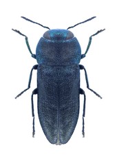 Beetle metallic wood borer Anthaxia novickii