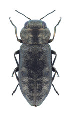 Beetle metallic wood borer Anthaxia plicata vinogradovi