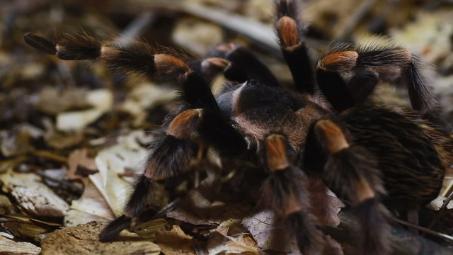 Mexican Redknee Tarantula Brachypelma smithi
