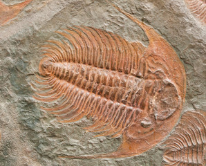 Prehistoric fossiled trilobites from Barrandien in Czech republic