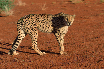 Obraz na płótnie Canvas Africa. Namibia. Cheetah