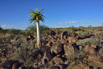 Quiver Tree Forest Namibia