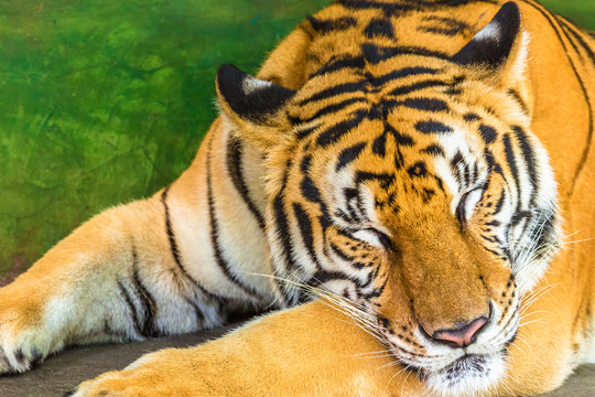 Close up of a big tiger sleeping in outdoor, Thailand, Asia.