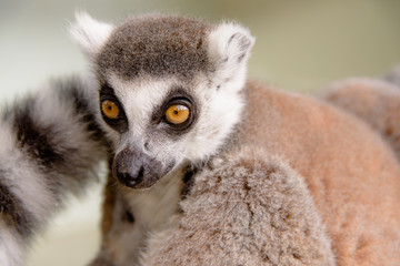 lémurien de madagascar