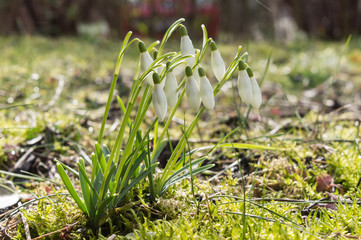 Schneeglöckchen - Galanthus