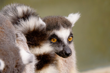 lémurien gros plan