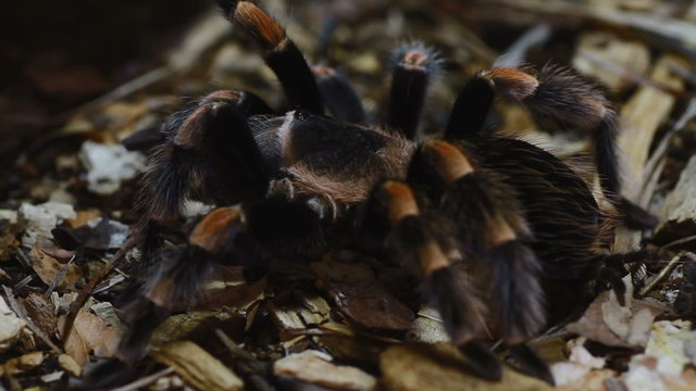 Mexican Redknee Tarantula Brachypelma smithi
