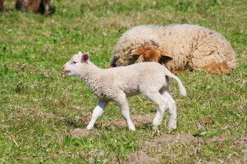 Naklejka premium Newborn Lamb on Pasture