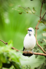 White exotic bird on a branch 