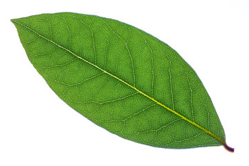 macro green Laurel leaf isolated on white background